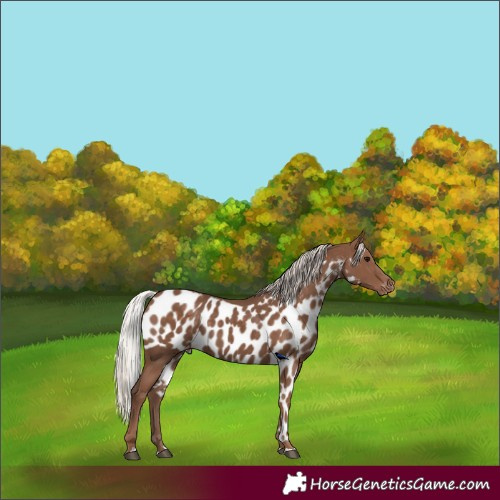 Horse Color:Silver Black Skewed LP Spotted 