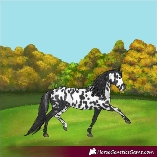 Horse Color:Black Skewed LP Spotted