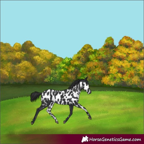 Horse Color:Black Skewed Appaloosa