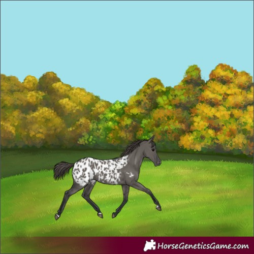 Horse Color:Grullo Appaloosa 