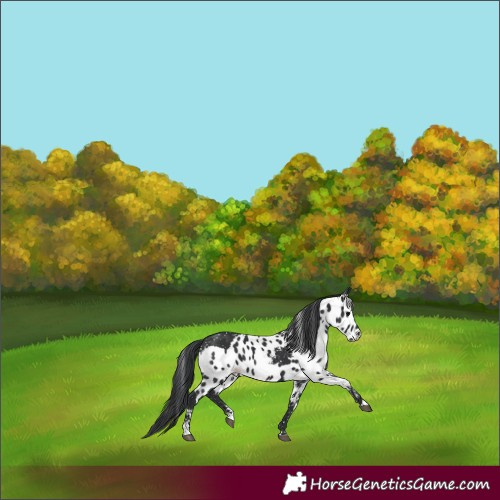 Horse Color:Black Skewed LP Spotted