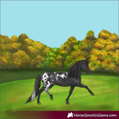 Horse Color:Black Skewed LP Spotted 