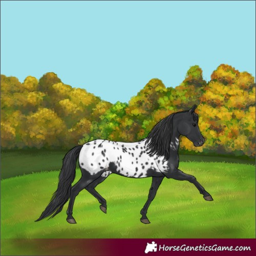 Horse Color:Black Blanket