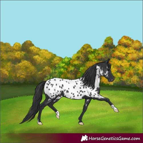 Horse Color:Black Near Leopard 