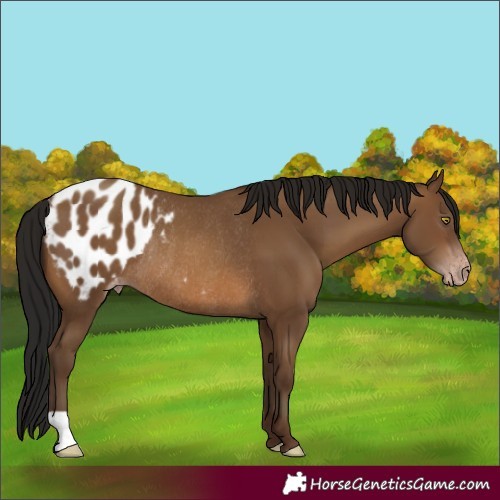 Horse Color:Gray Amber Champagne Varnish Rabicano 