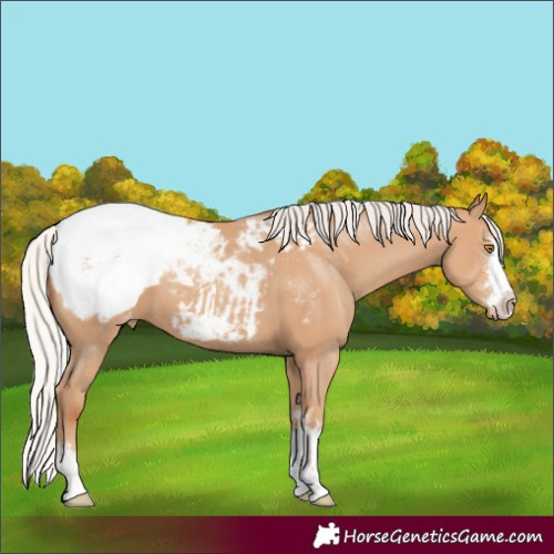 Horse Color:Silver Classic Champagne Snowcap 