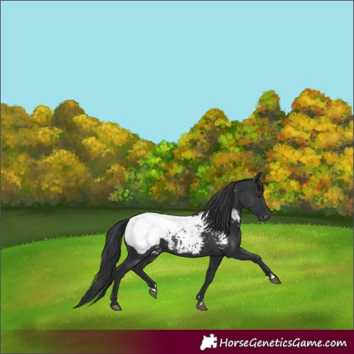 Horse Color:Black Snowcap