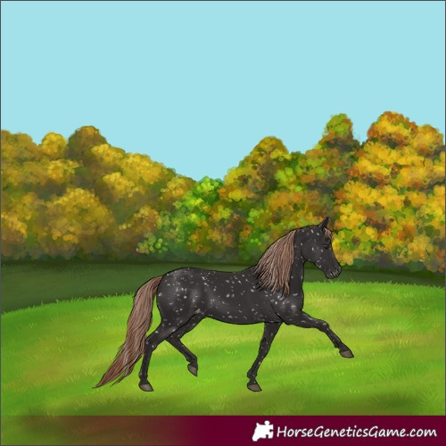 Horse Color:Liver Chestnut Snowflake Varnish 