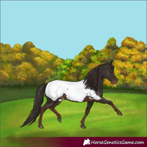 Horse Color:Liver Chestnut Near Fewspot