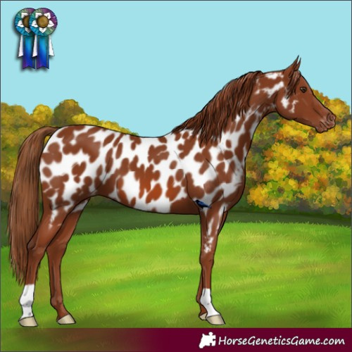 Horse Color:Chestnut Near Leopard 