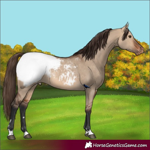 Horse Color:Bay Dun Snowcap