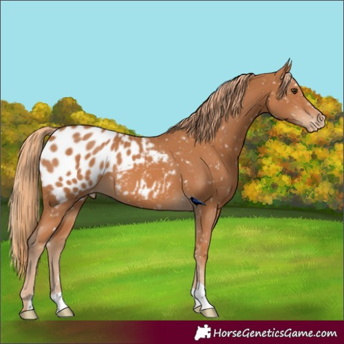 Horse Color:Chestnut Blanket 