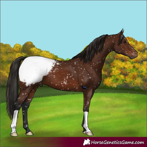 Horse Color:Gray Bay Snowcap 