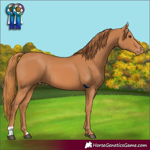 Horse Color:Chestnut Varnish 