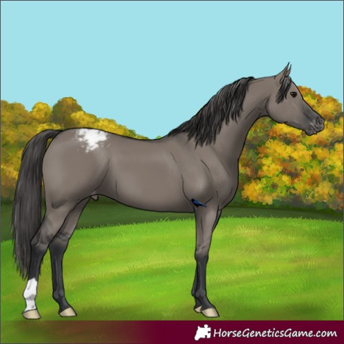 Horse Color:Grullo Varnish 