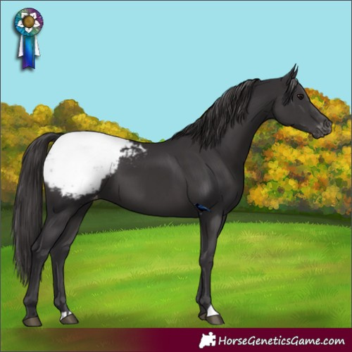 Horse Color:Smoky Black Snowcap
