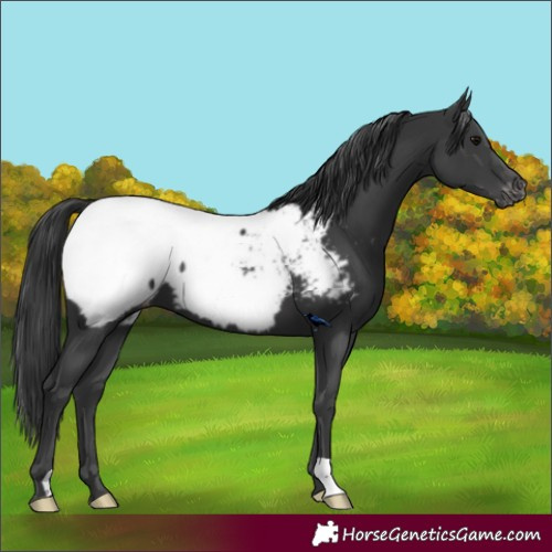 Horse Color:Black Snowcap 