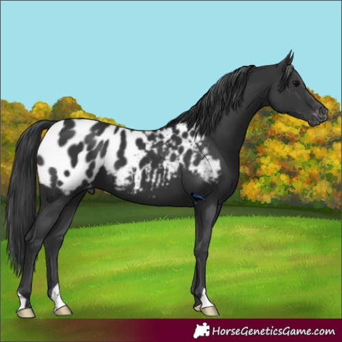 Horse Color:Black Blanket 