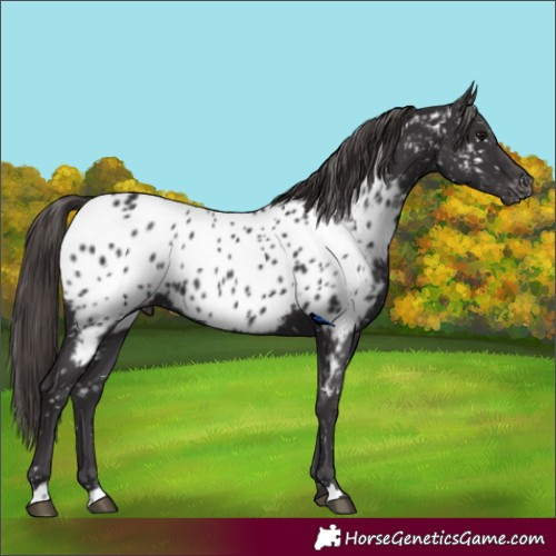 Horse Color:Smoky Black Near Leopard 