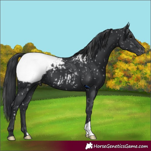 Horse Color:Black Snowcap