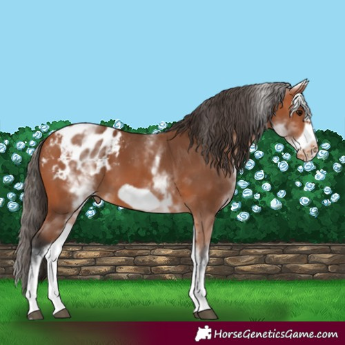 Horse Color:White Spotted Bay Frame Blanket 