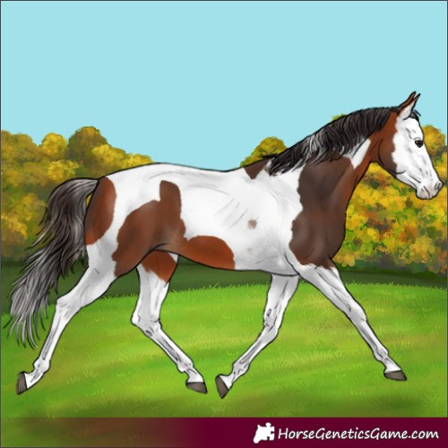 Horse Color:Bay Splash Tobiano 