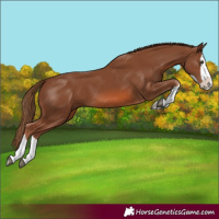 Horse Color:Chestnut Splash 
