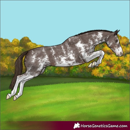 Horse Color:Liver Chestnut Sabino Varnish 