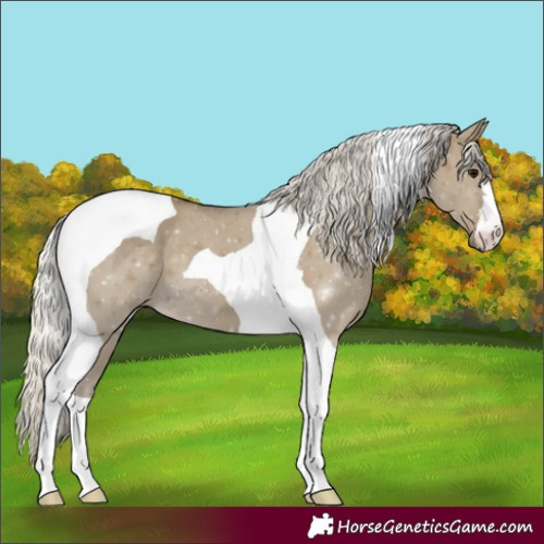 Horse Color:Silver Smoky Grullo Tobiano 
