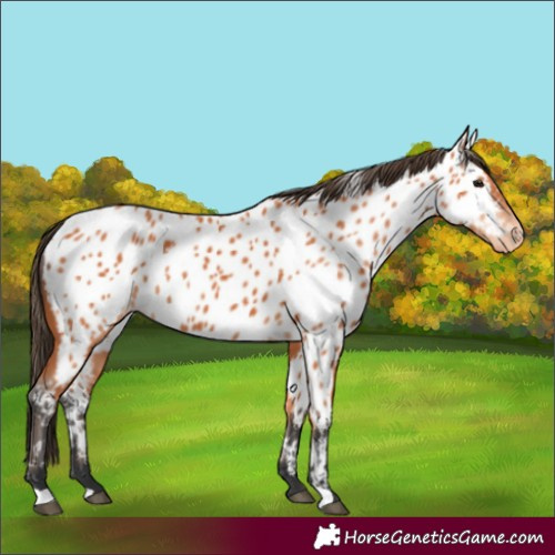 Horse Color:Bay Near Leopard 