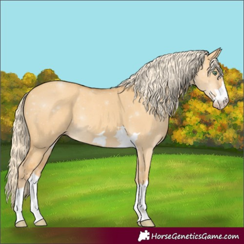 Horse Color:Gold Cream Champagne Dun