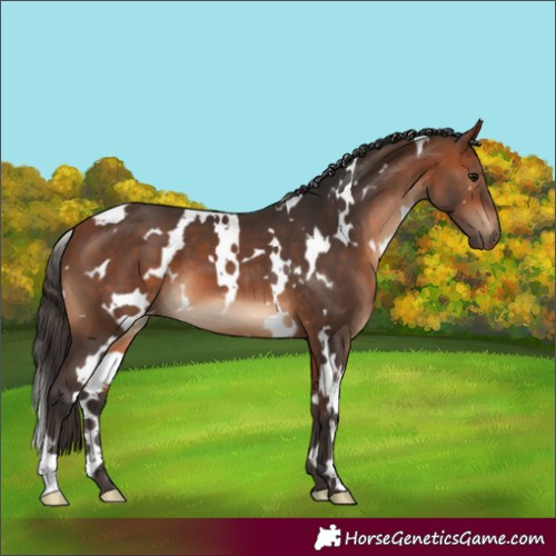 Horse Color:White Spotted Bay 