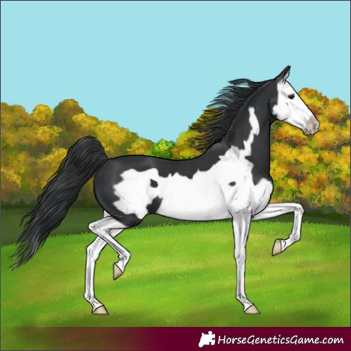 Horse Color:Unknown 