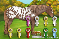 Horse Color:Chestnut Appaloosa