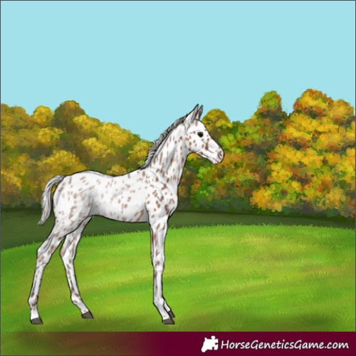 Horse Color:Silver Black Ice Appaloosa
