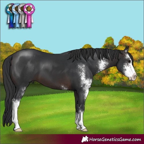 Horse Color:Brown Sabino 