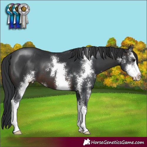 Horse Color:Brown Sabino 