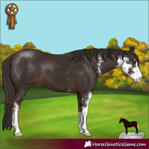 Horse Color:Liver Chestnut Sabino 