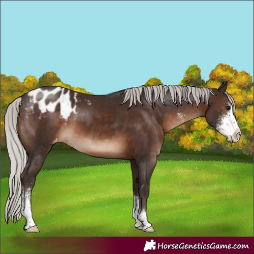 Horse Color:Silver Brown Sabino Blanket 