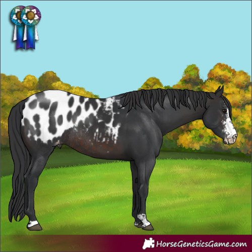 Horse Color:Brown Sabino Blanket Rabicano