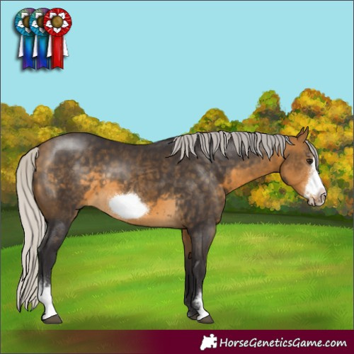 Horse Color:Silver Buckskin Sabino Frame 