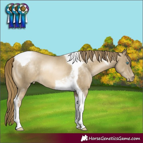 Horse Color:Buckskin Pearl Tobiano 