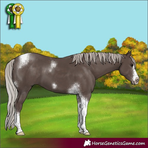 Horse Color:Silver Black Tobiano Frame