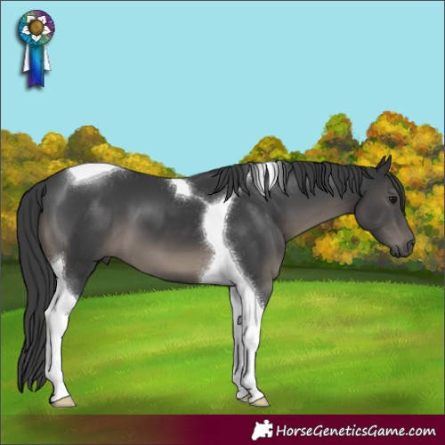 Horse Color:Black Tobiano 