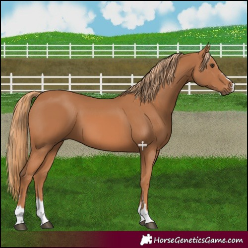 Horse Color:Chestnut 