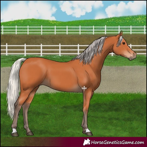 Horse Color:Silver Bay 