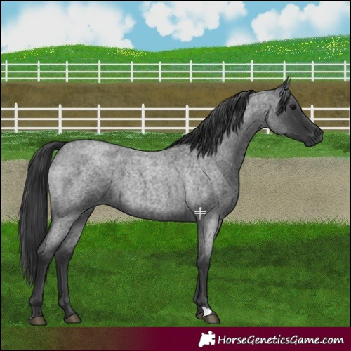 Horse Color:Blue Roan 