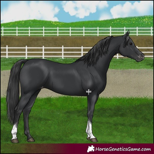 Horse Color:Black Tobiano Varnish Rabicano 