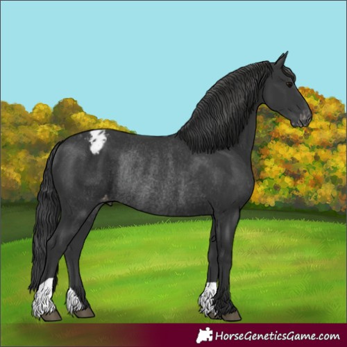 Horse Color:Black Varnish Rabicano 
