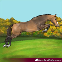 Horse Color:Buckskin 